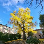 Le ginko biloba en automne