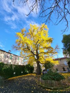 Le ginko biloba en automne